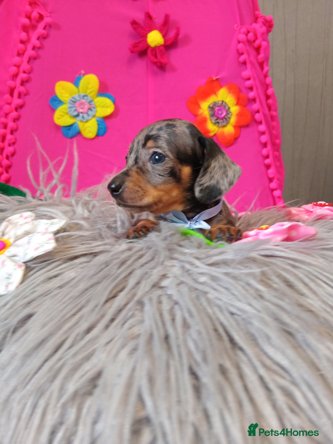Miniature Dachshund dogs for sale: 3 MINIATURE DUSCHUND PUPPIES  - Image 10