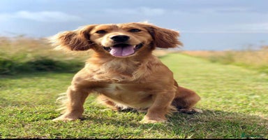 Cocker Spaniel dogs - Advert 10