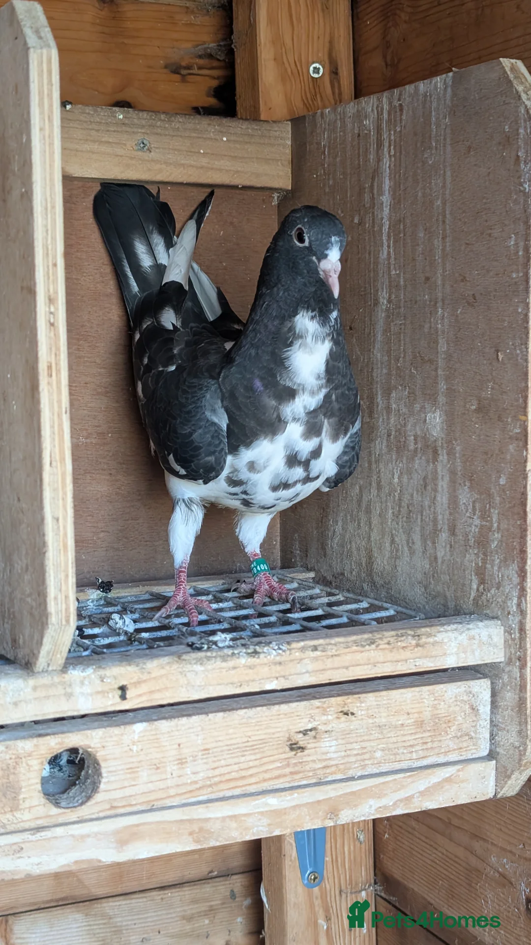 Pigeons birds for sale: Two young birds - Advert 2