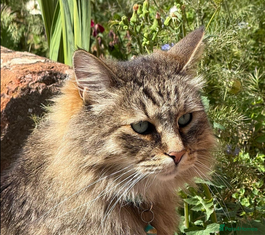 Siberian cats for sale: Siberian cat for sale - Advert 2