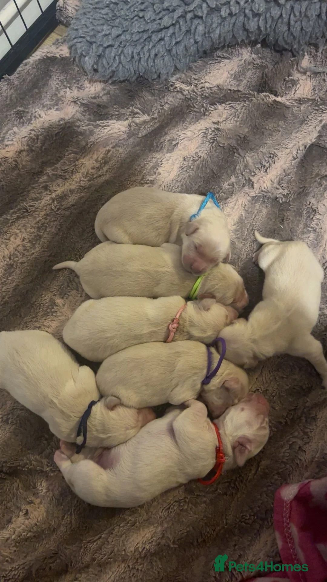 Golden Retriever dogs for sale: Full pedigree golden retriever puppies  - Advert 2