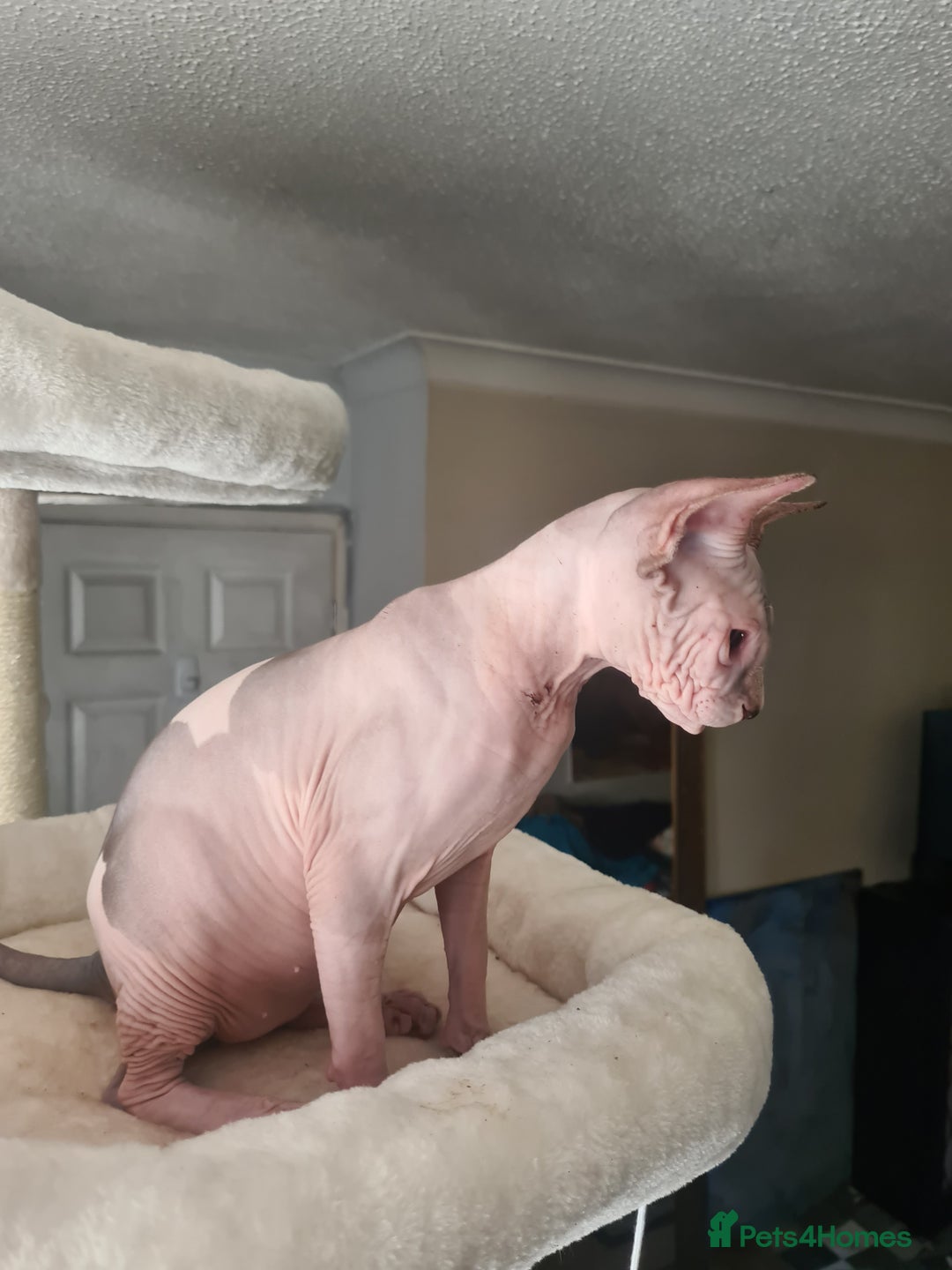 Sphynx cats for sale: Sphynx Kittens - Image 7