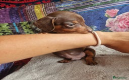 Miniature Dachshund dogs for sale: Miniature Dachshund Pups - Image 15