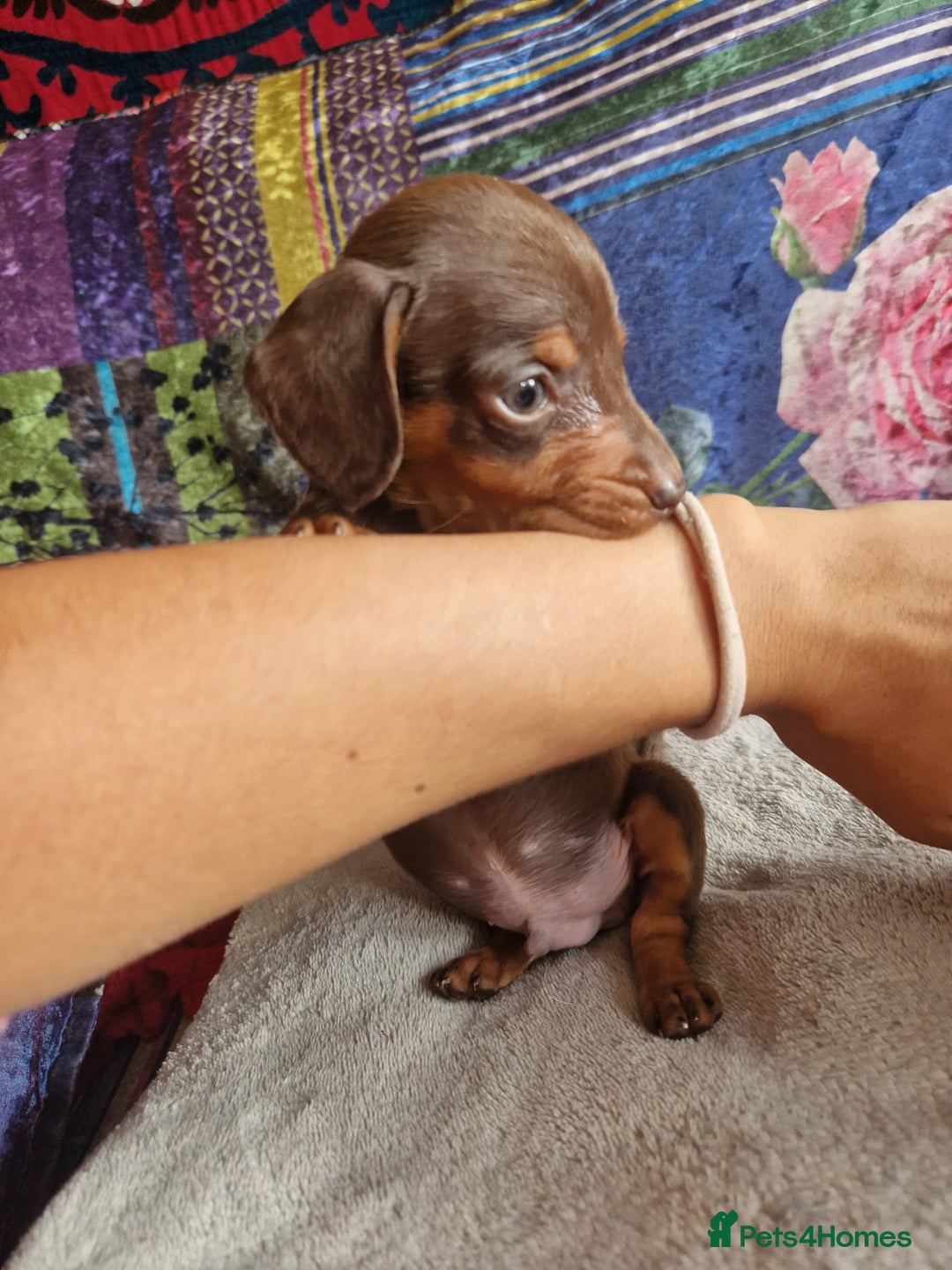 Miniature Dachshund dogs for sale: Miniature Dachshund Pups - Image 15