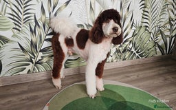 Labradoodle dogs for stud: FULLY HEALTH TESTED MOYEN POODLE STUD! in Kettering - Image 18