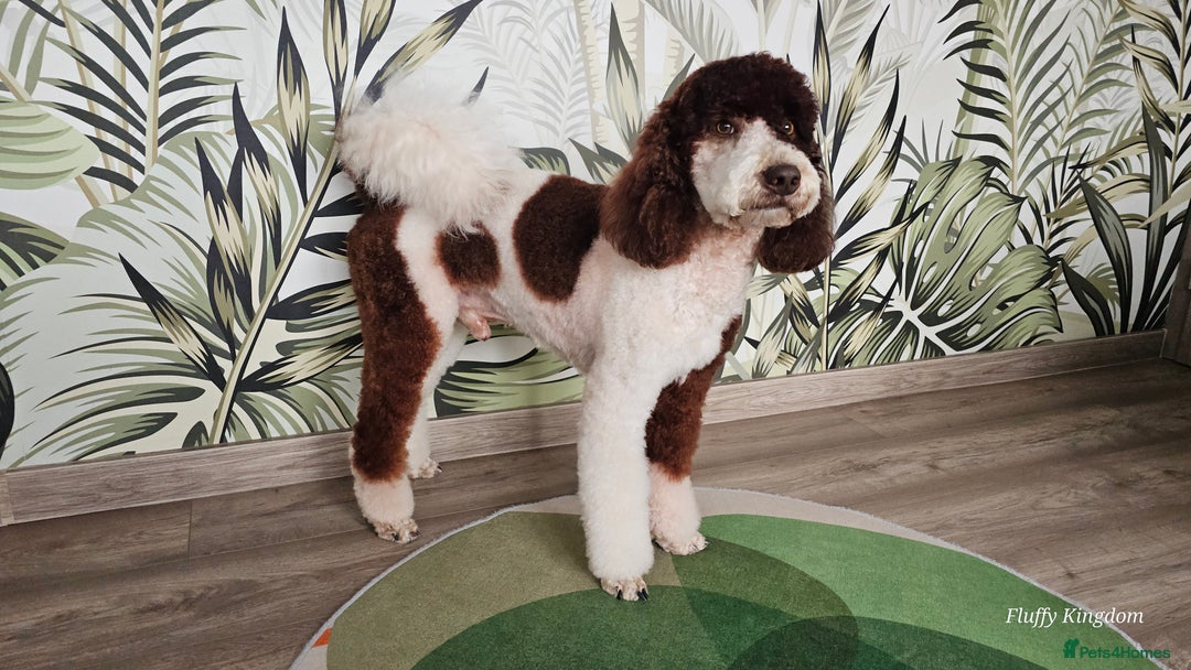 Labradoodle dogs for stud: FULLY HEALTH TESTED MOYEN POODLE STUD! in Kettering - Image 18