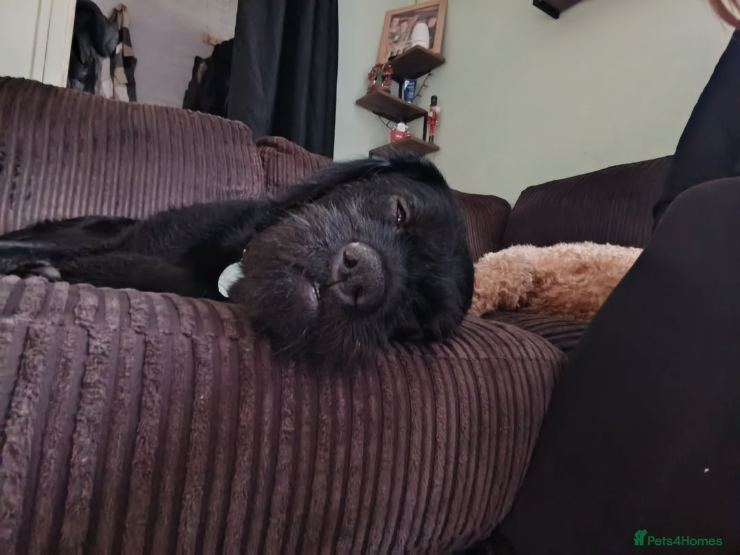 Mixed Breed dogs for sale: Urgent rehome - Advert 2