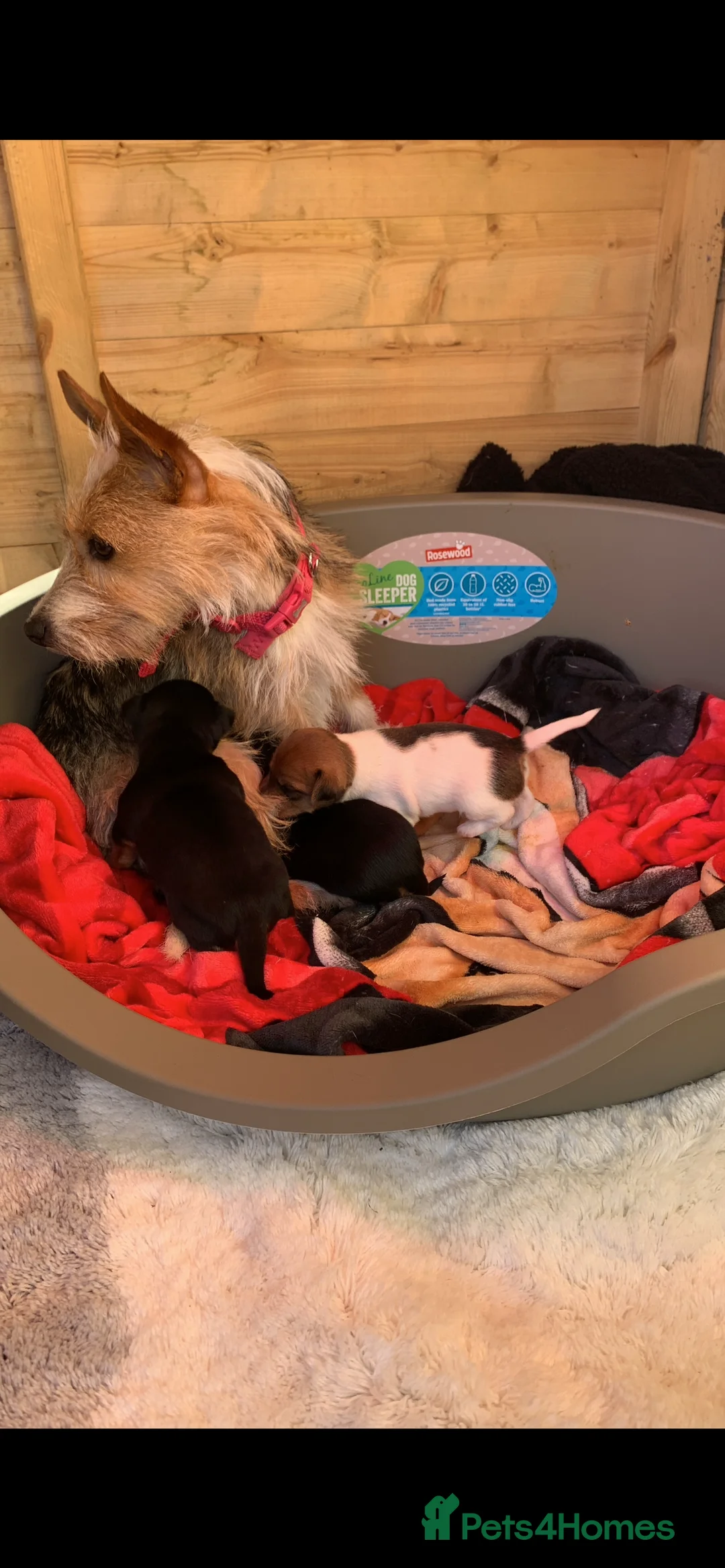 Mixed Breed dogs for sale: Beautiful miniature puppy girl  - Advert 2