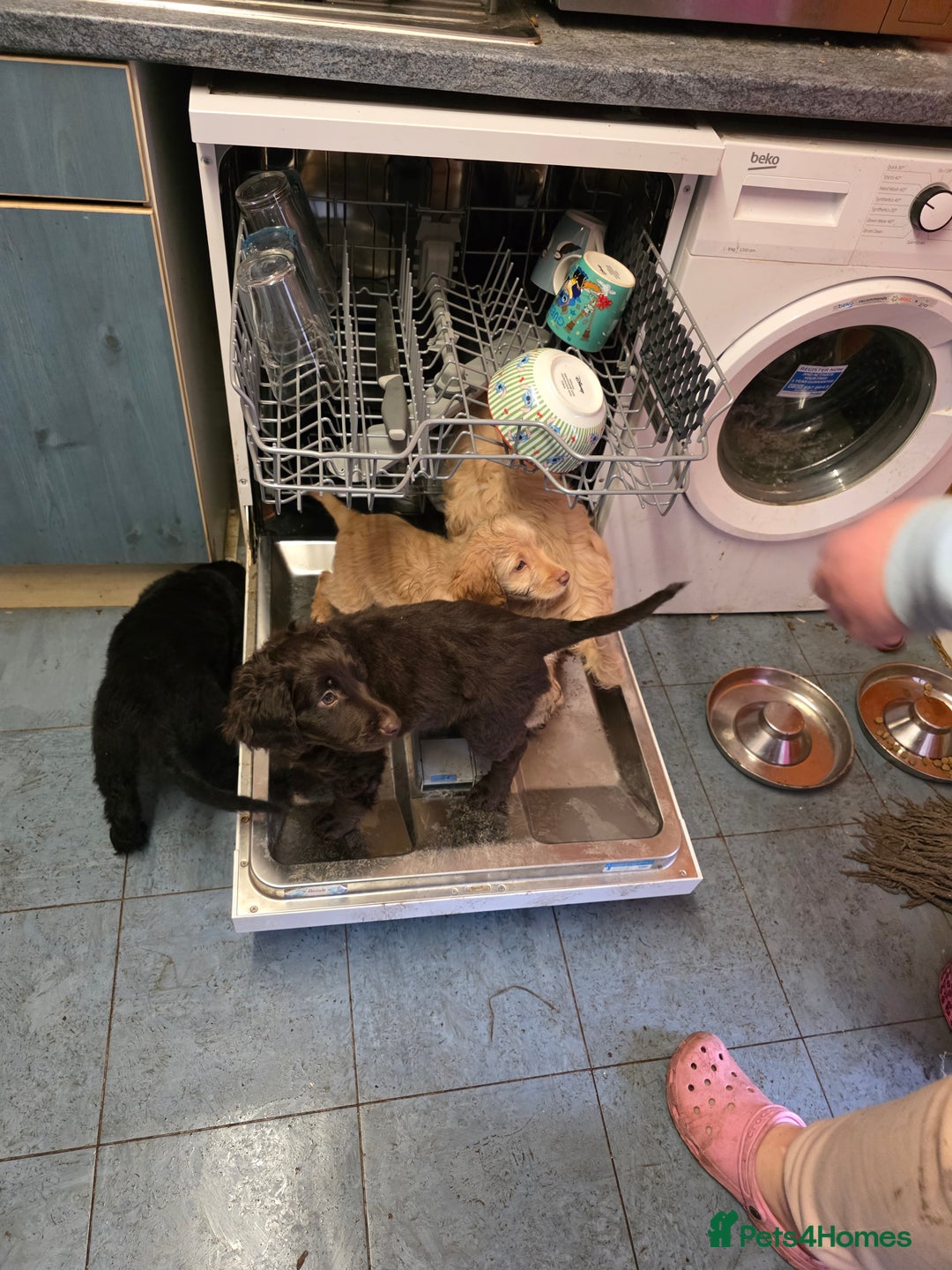 Cockapoo dogs for sale: Cockapoo puppies f2 ready now  - Advert 15