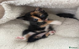 Mixed Breed cats for sale: Kitten’s for sale - Image 11