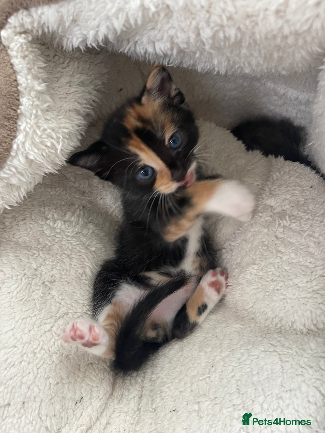 Mixed Breed cats for sale: Kitten’s for sale - Image 11