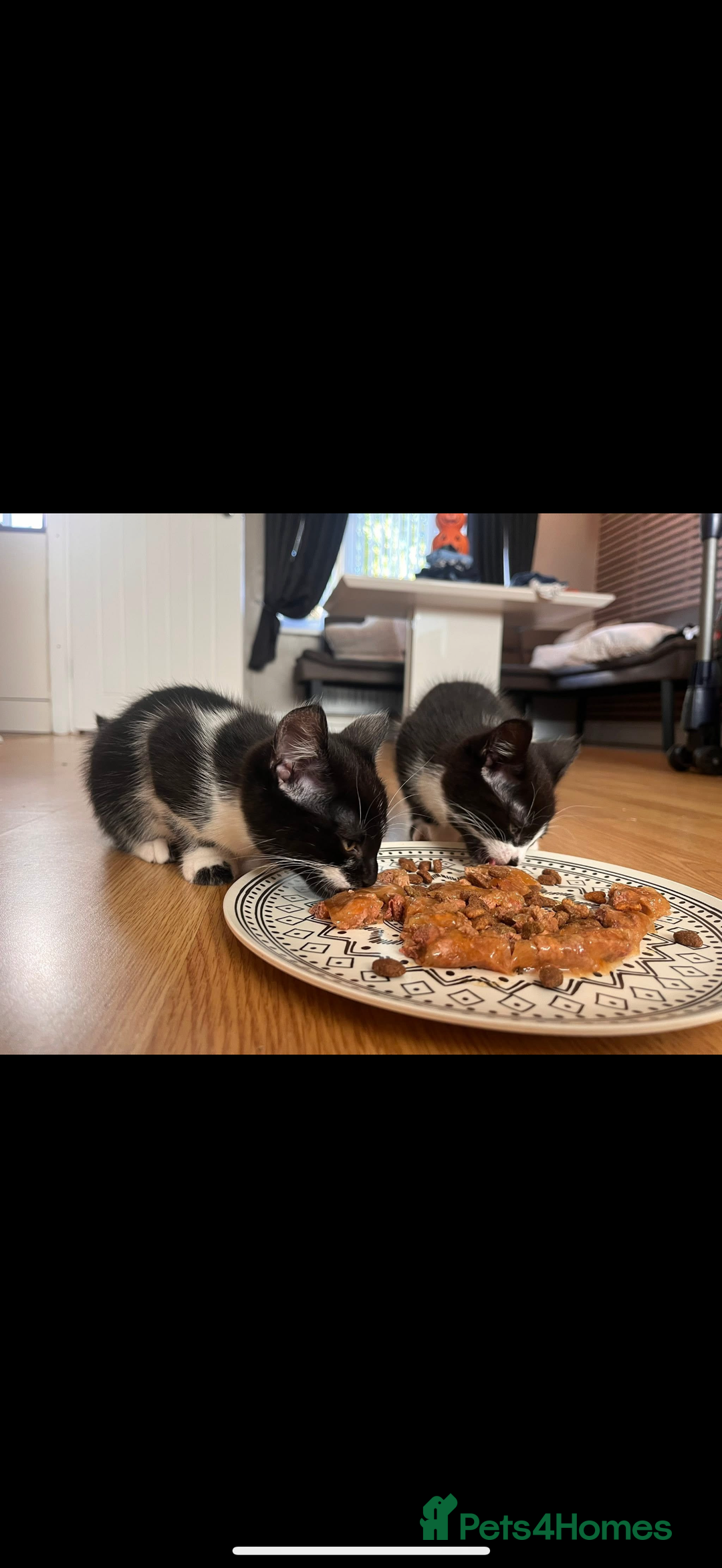 Mixed Breed cats for sale: Kittens - Image 3