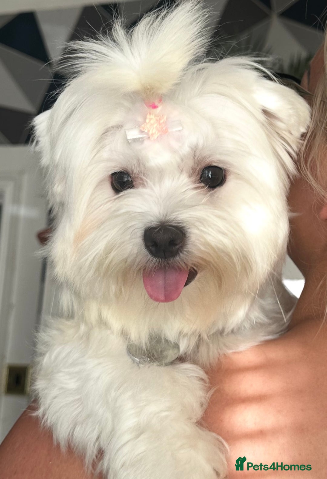 Maltese dogs for sale: Beautiful Female Maltese - Half Korean  - Image 3