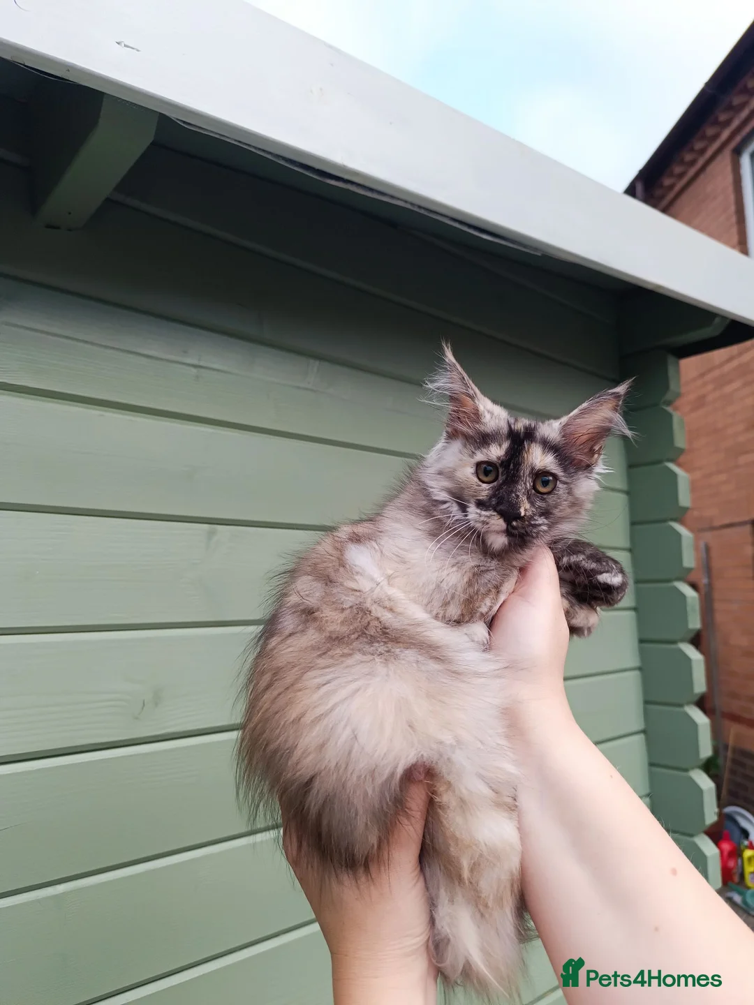 Maine Coon cats for sale: Stunning Champion-Line Maine Coons - Advert 2