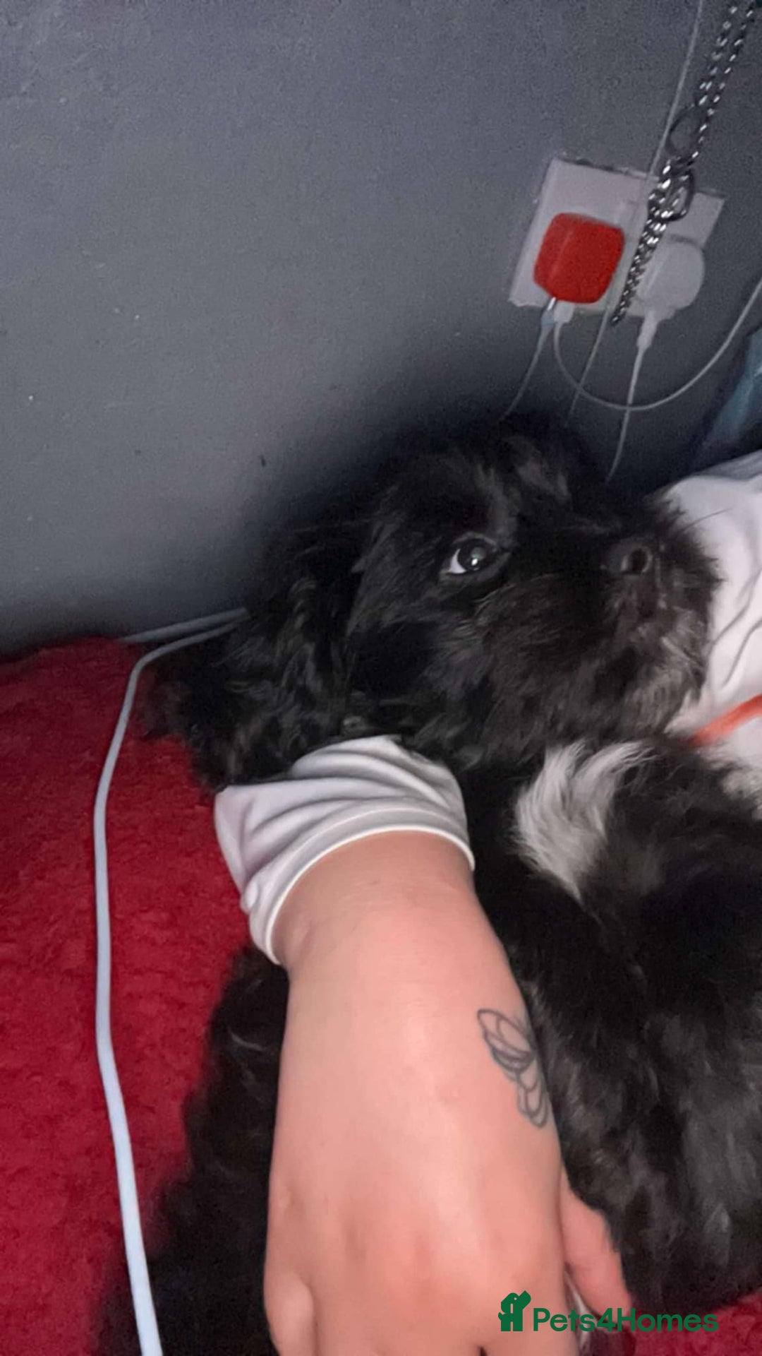 Mixed Breed dogs for sale: Ghost - Shih Tzu x Spaniel - CockerTzu - Image 3