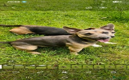 Jack Russell dogs for stud:  jack Russell stud  in Blackpool - Image 2