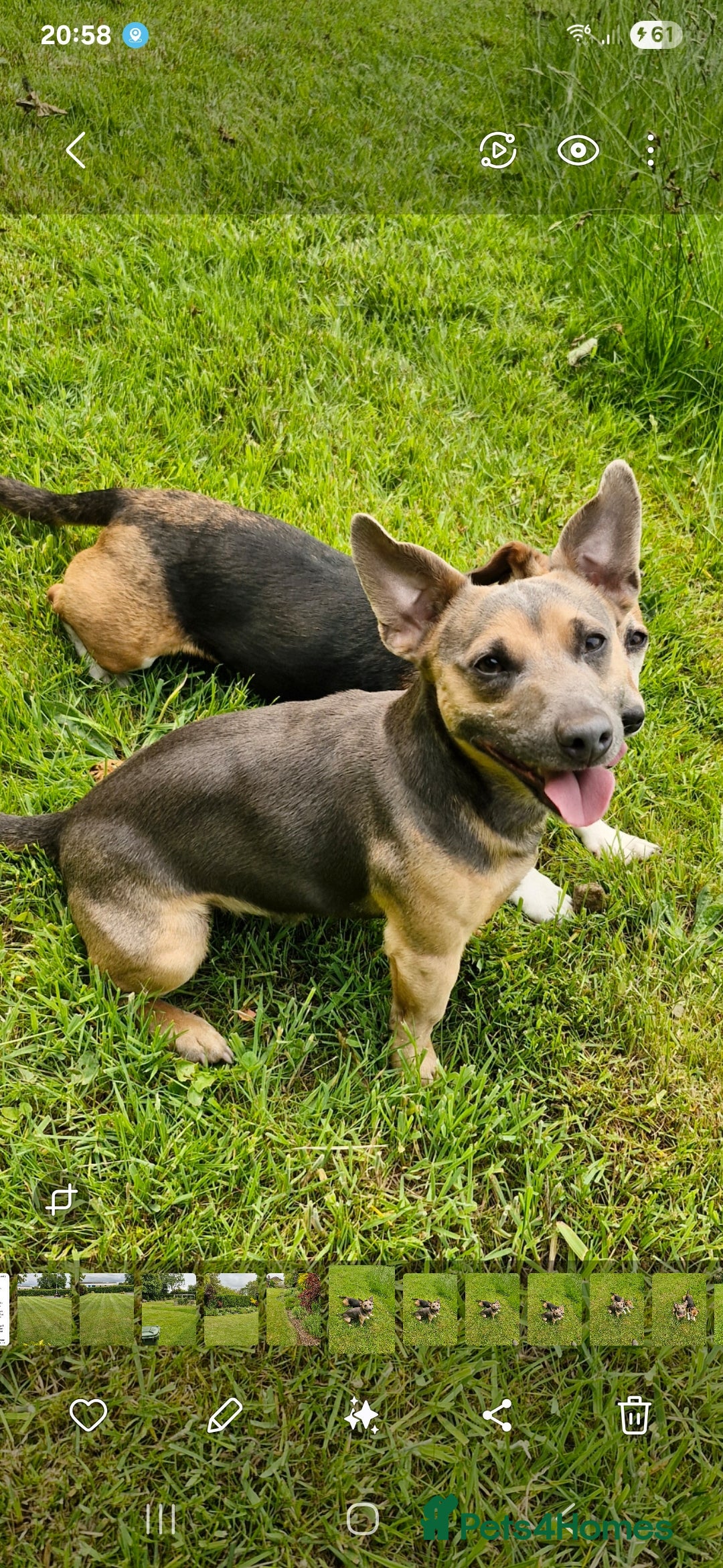 Jack Russell dogs for stud:  jack Russell stud  in Blackpool - Image 2