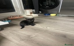 British Shorthair cats for sale: 4 kittens for sale  - Advert 6