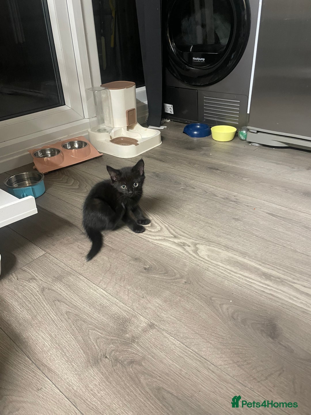 British Shorthair cats for sale: 4 kittens for sale  - Advert 6