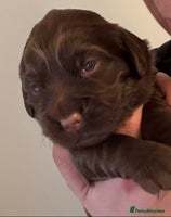 Cocker Spaniel dogs - Advert 3