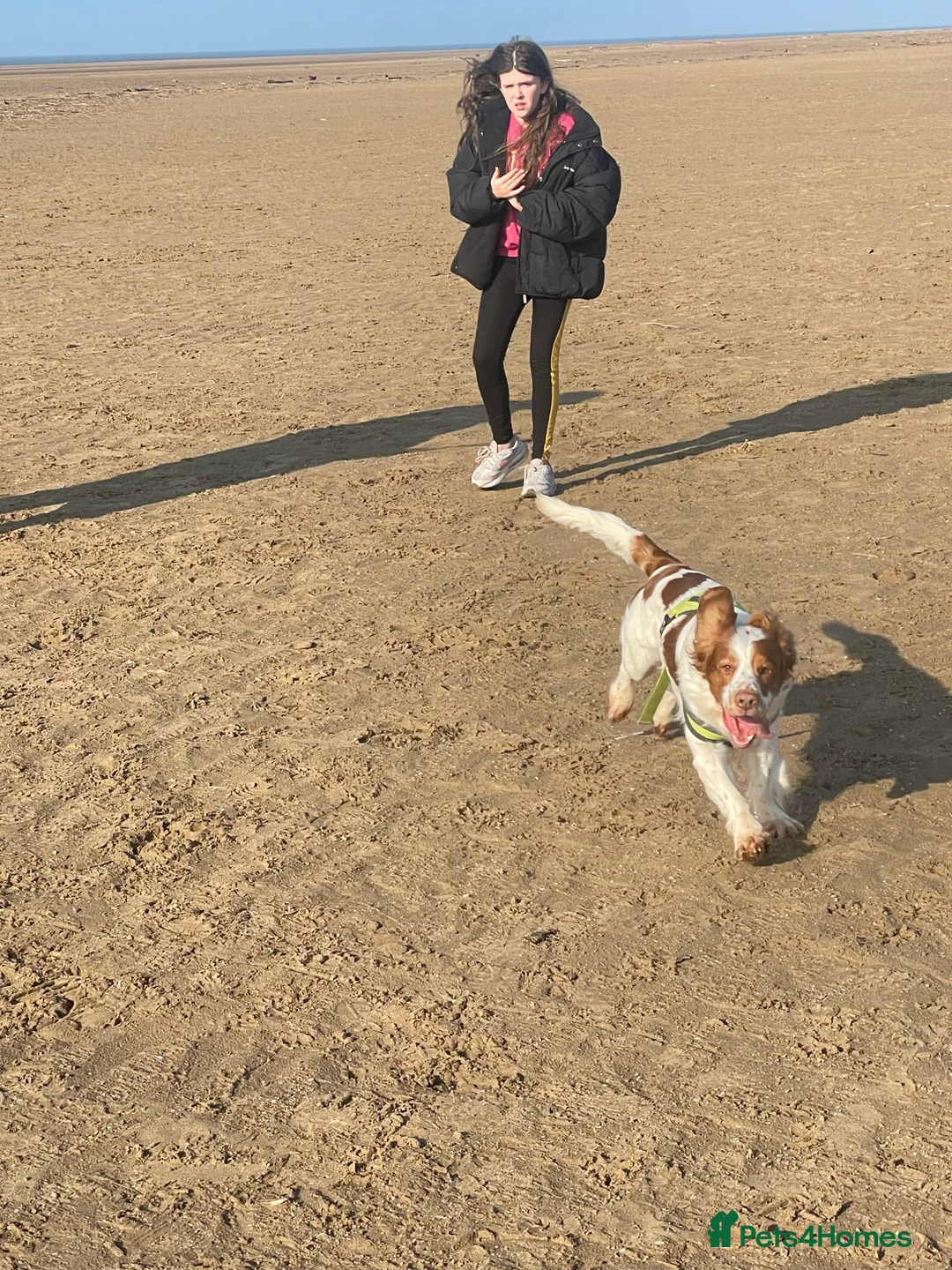 Mixed Breed dogs for sale: Oscar - clumber spaniel/springer spaniel - Advert 2