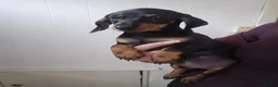 Miniature Dachshund dogs for sale: Miniature dachshund  in Bolton - Advert 8