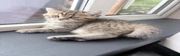 British Shorthair cats for sale: 🐾 Elite Male British Shorthair Kitten - Advert 7