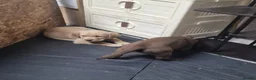 Labrador Retriever dogs for sale: 10 beautiful pedigree labrador pups in Pontypool - Advert 10