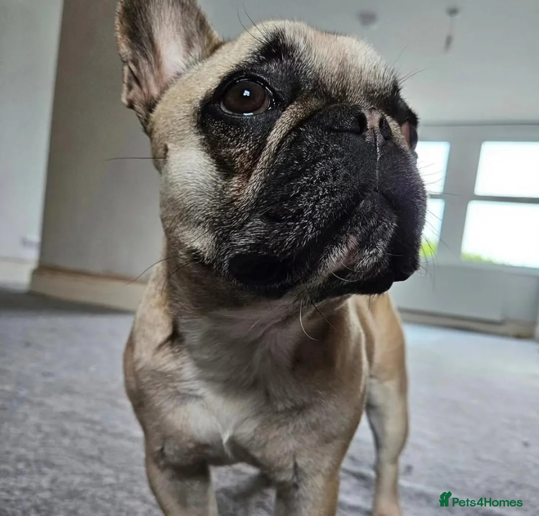 French Bulldog dogs for sale: 5 Year Old French Bulldog For sale  in Maidstone - Advert 4
