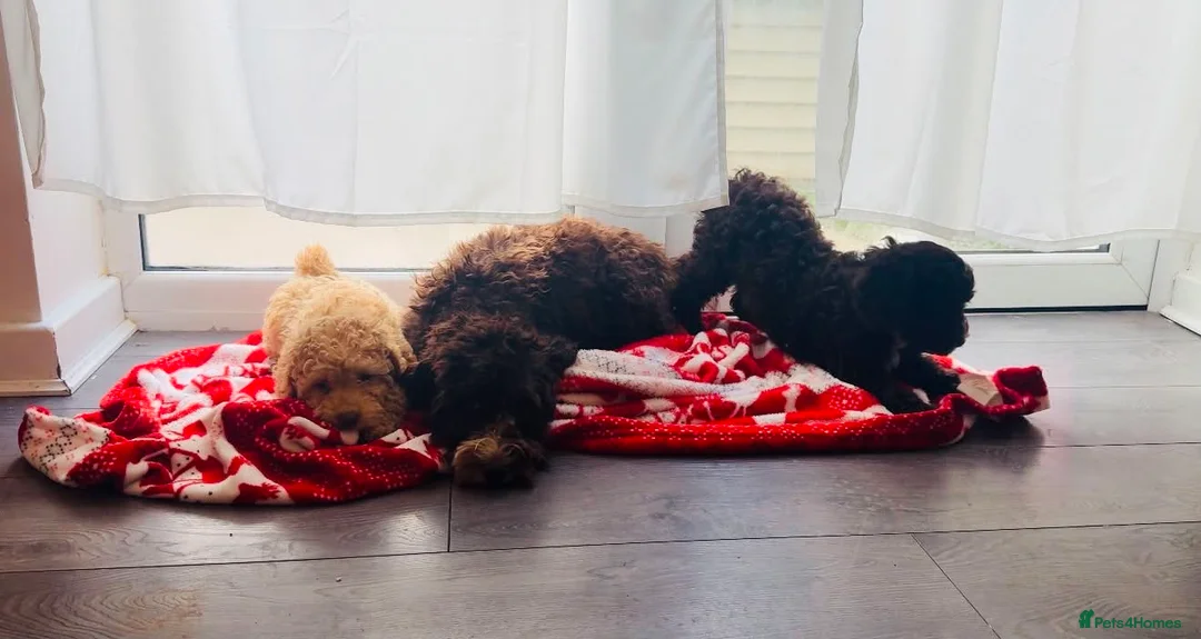 Mini Goldendoodle dogs for sale: READY TO FIND THERE HOME MINI GOLDEN DOODLES - Advert 2