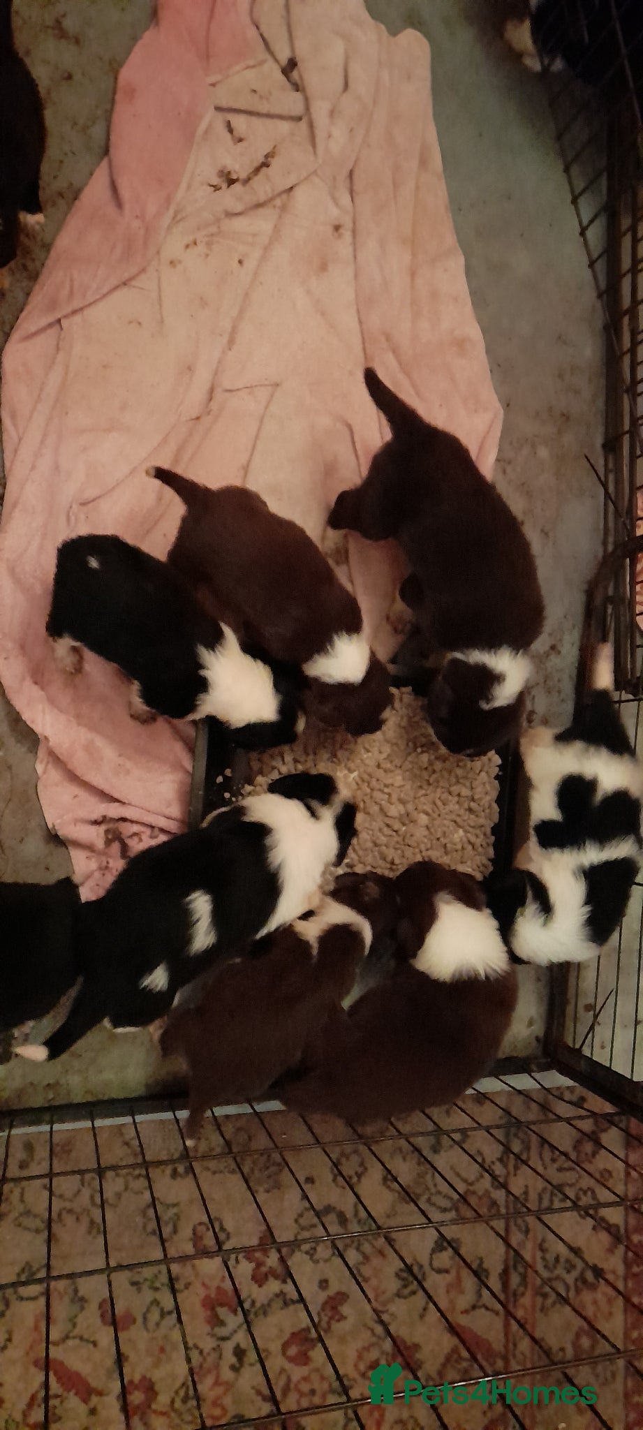 Sprollie dogs Border Collie x Sprollie pups for sale - Advert 2