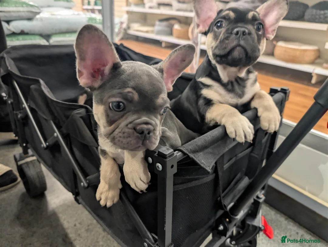 French Bulldog dogs for sale: Last 3 Gorgeous Female Frenchie Pups - Advert 1