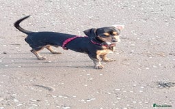 Miniature Dachshund dogs for sale: 11 Month old Miniature Dachshund - Image 4