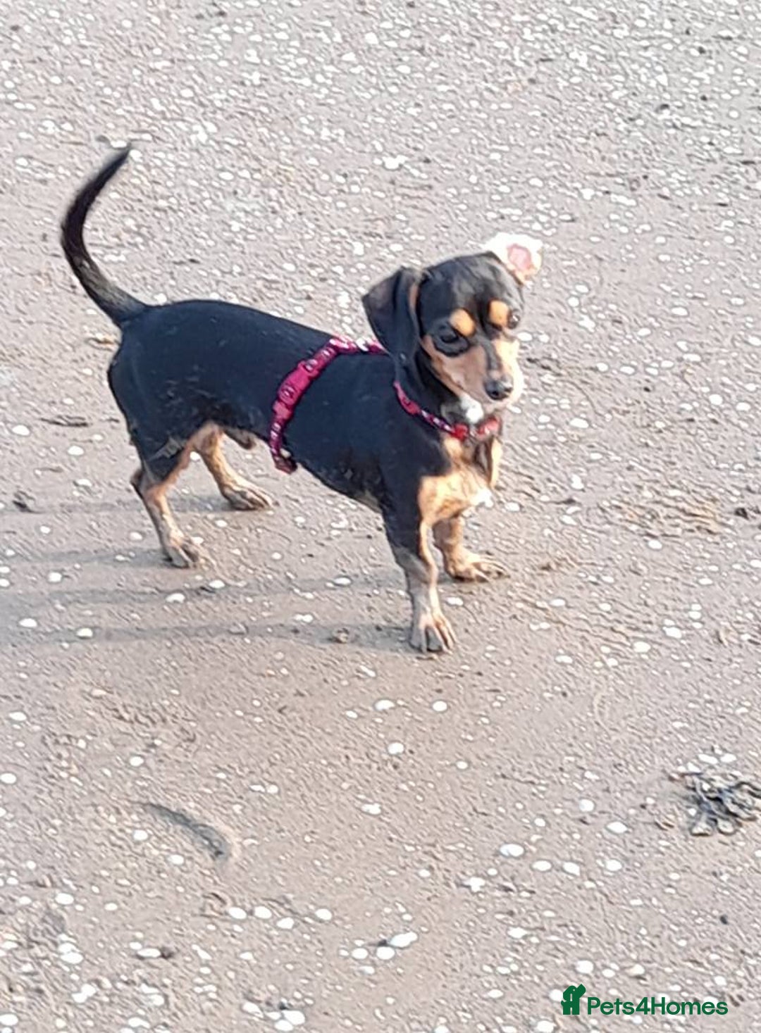 Miniature Dachshund dogs for sale: 11 Month old Miniature Dachshund - Image 4