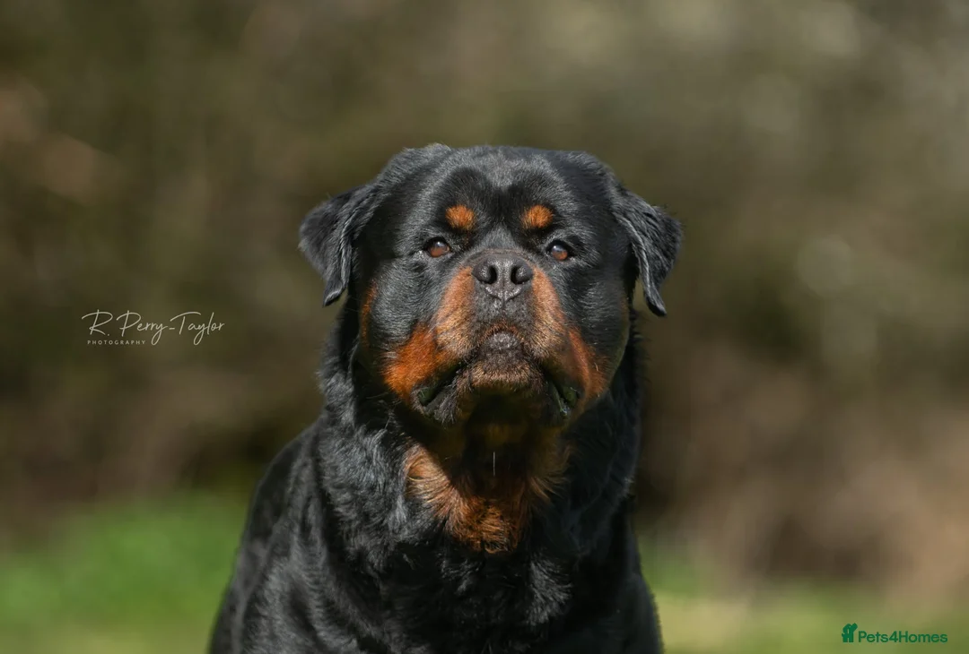 Rottweiler dogs for stud: Stunning Fully Health Tested KC Reg Rottweiler  in Langport - Advert 5