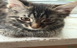 Mixed Breed cats for sale: 4 kittens seeeking forever home only   - Image 15