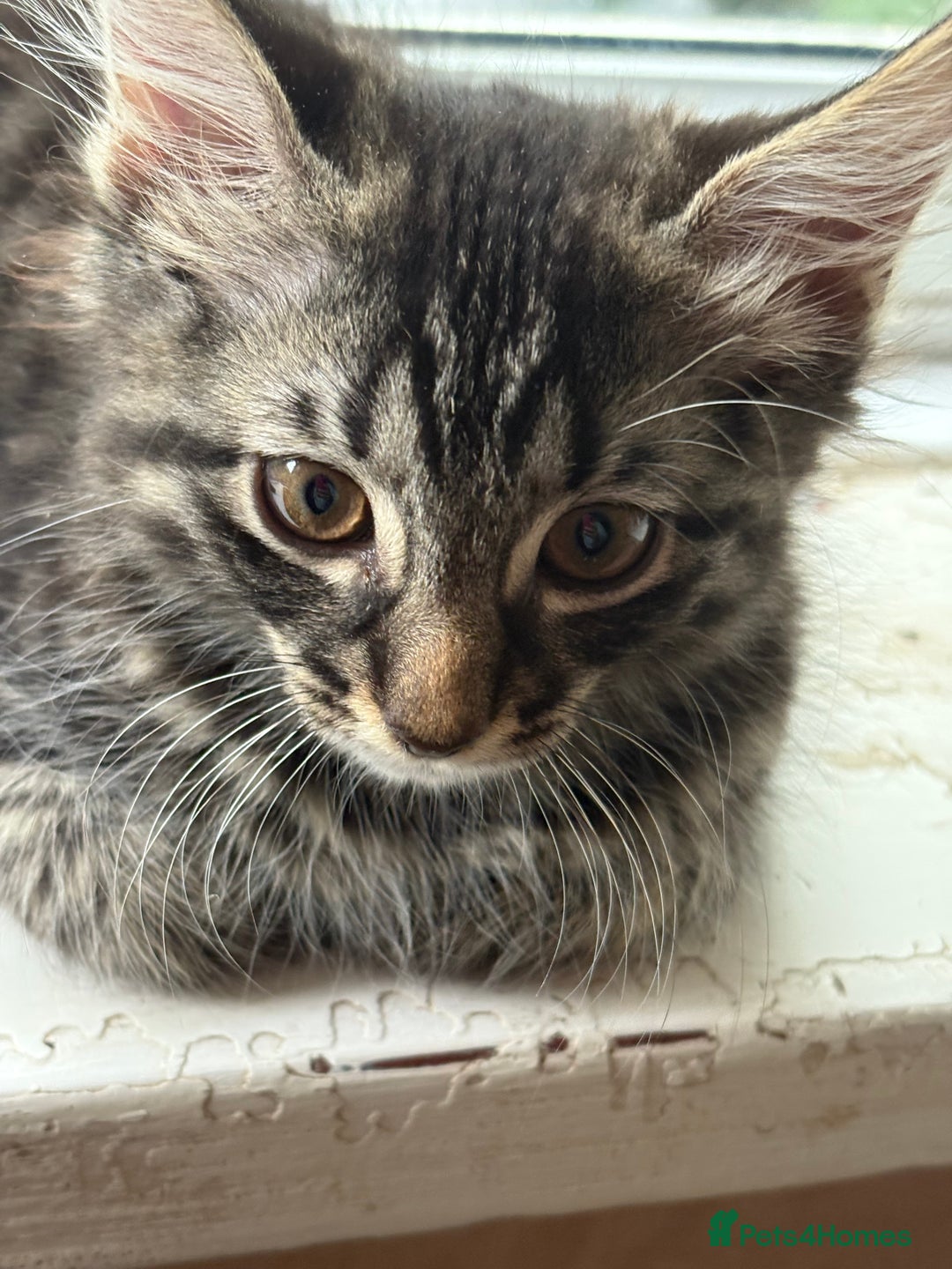 Mixed Breed cats for sale: 4 kittens seeeking forever home only   - Image 15
