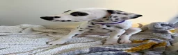 Dalmatian dogs for sale: Dalmatian puppies - Advert 6