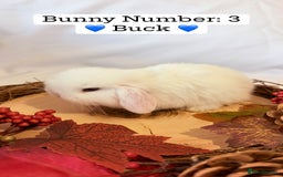 Mini Lop rabbits for sale: Gorgeous Pure Bred Mini Lops 💛 | RESERVE NOW 🐰 - Image 8