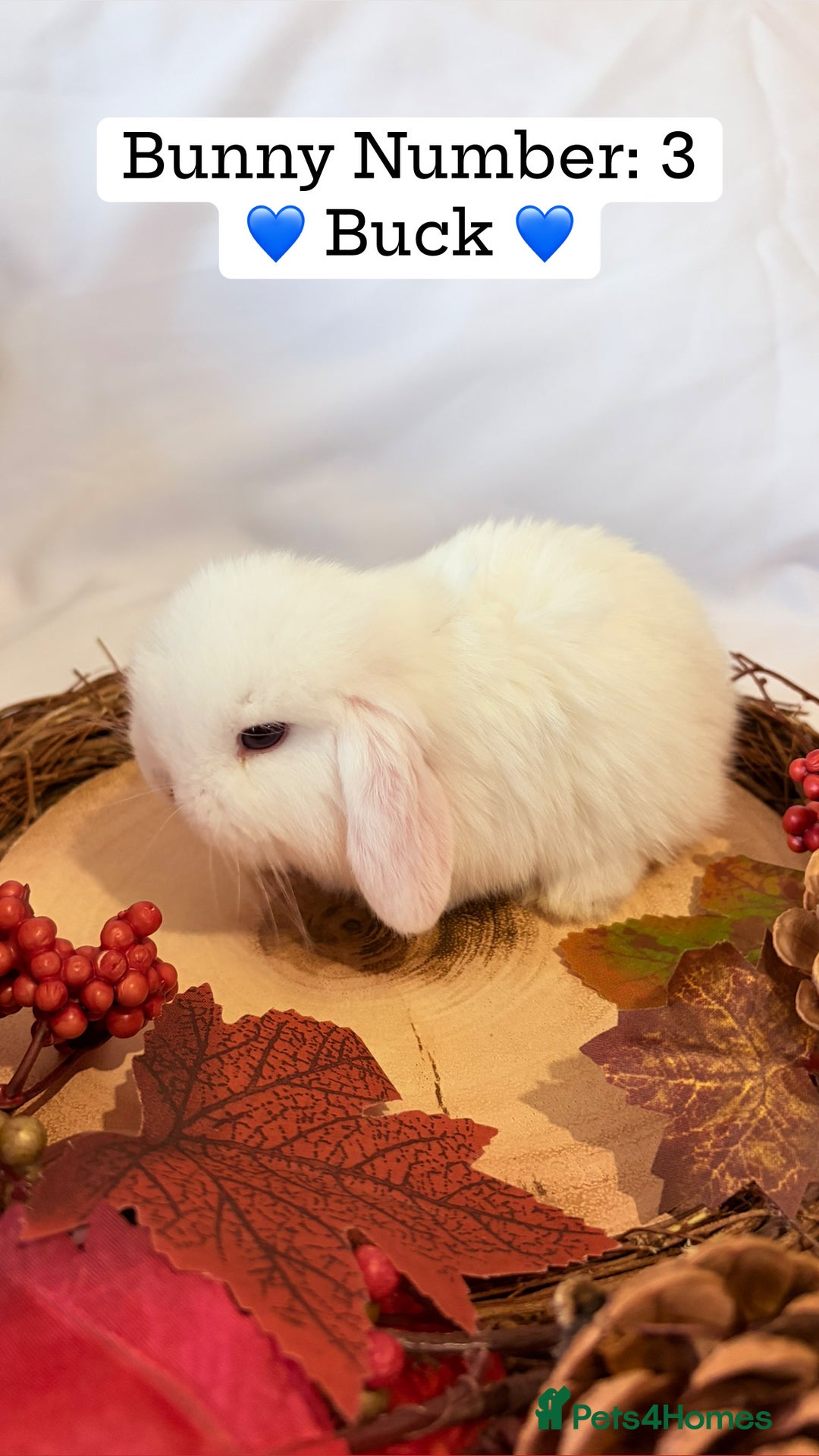 Mini Lop rabbits for sale: Gorgeous Pure Bred Mini Lops 💛 | RESERVE NOW 🐰 - Image 8