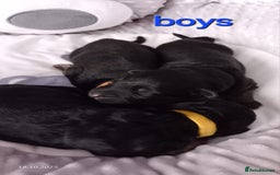 German Shepherd dogs for sale: Excellent Long-Haired German Shepherd Puppies. KC. - Image 3