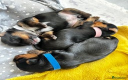 Yorkshire Terrier dogs for sale: Tiny Yorkshire Terrier ( 1 boy and 2girls 🐶🐶) - Image 15
