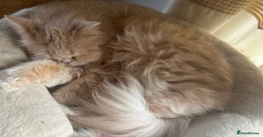 Persian cats - Advert 1