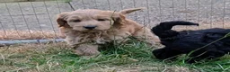 Cockapoo dogs for sale: Licensed breeder, health tested F1 cockapoos - Advert 12