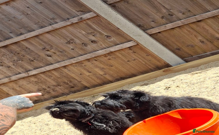 Miniature Schnauzer dogs - Advert 1