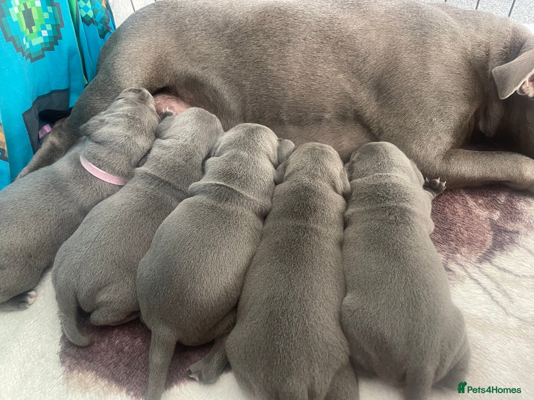 Staffordshire Bull Terrier dogs for sale: Blue Staffordshire bull terrier kc registered ❗️ - Image 1