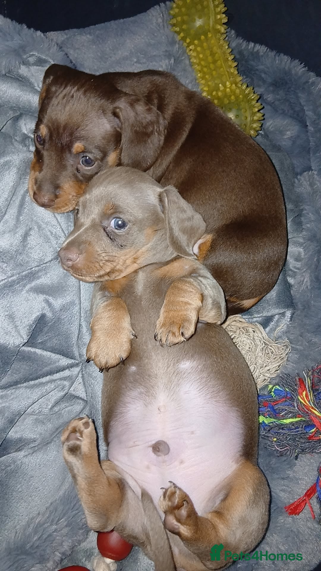 Miniature Dachshund dogs 2 beautiful boy miniature  dachunds  - Advert 9