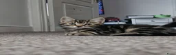 Mixed Breed cats for sale: Beautiful kitties  - Advert 10