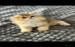 Scottish Fold cats for sale: purebred kittens Gold Scottish Fold Chinchilla - Image 8