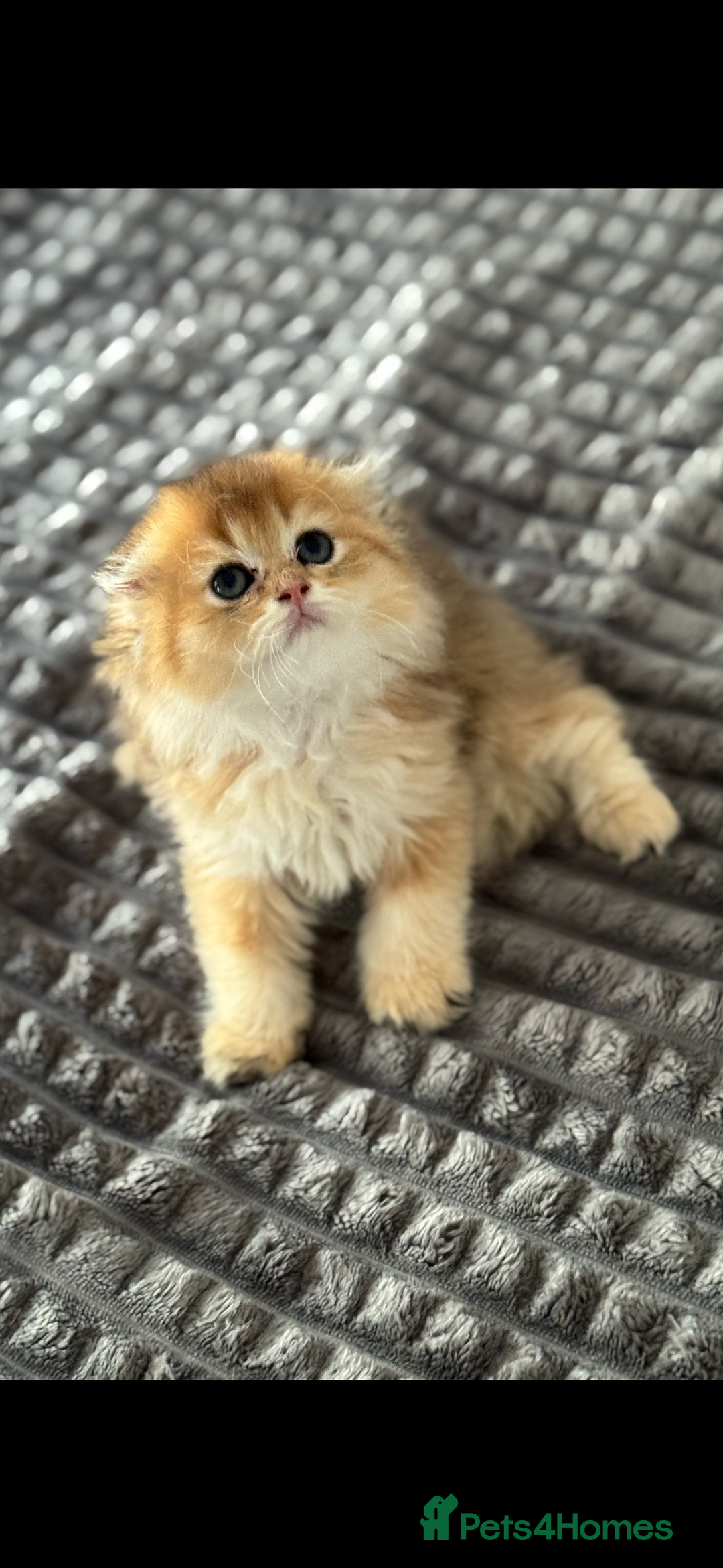 Scottish Fold cats for sale: purebred kittens Gold Scottish Fold Chinchilla - Image 8